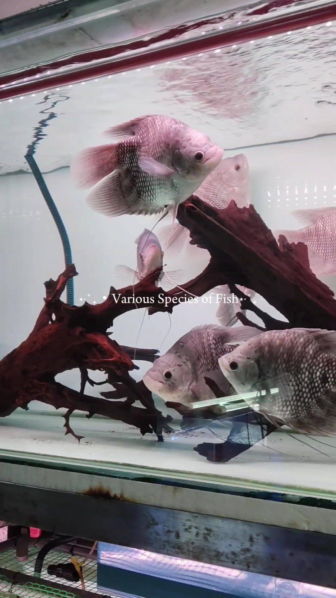 SA Fish World (Aquatic Shop Shah Alam) 11